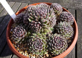 Sempervivum Lively Bug Live Succulent Clumping Lots of Offsets Easy to Grow Low Maintenance Very Cold Hardy Groundcover 4 Inch Pot Alpine