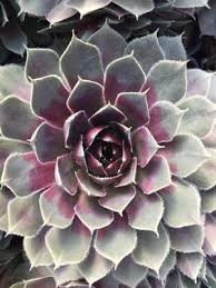 Lavender and Old Lace Succulent - Hen and Chicks Sempervivum Plant - 4 inch pot