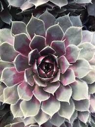 Lavender and Old Lace Sempervivum Live Succulent Live Plant 4 Inch Pot Pet Safe Easy to Grow Hens and Chicks Low Maintenance Sun Lover