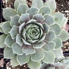 Lavender and Old Lace Sempervivum Live Succulent Live Plant 4 Inch Pot Pet Safe Easy to Grow Hens and Chicks Low Maintenance Sun Lover