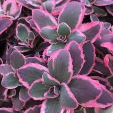 Sedum Sunsparkler 'Dream Dazzler' Stonecrop, 4" Pot Live Plant