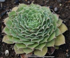 Sempervivum Moss Rose Very Hardy Live Succulent Hens and Chicks Green and Pink Good for Containers Groundcover Easy to Propagate 4 Inch Pot