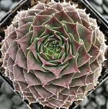 Moss Rose Succulent - Hens and Chicks Sempervivum Cold-Hardy Sempervivum Plant - 4 inch pot