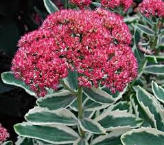 Sedum 'Autumn Charm' Variegated Sedum, 1 Gallon Pot Live Plant