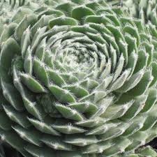 Ashes of Roses Succulent - Hens and Chicks Sempervivum Plant - 4 inch pot
