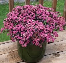 Dazzleberry Stonecrop Sedum Succulent Plant by SunSparkler®   4" pot