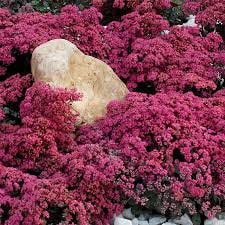 Dazzleberry Stonecrop Sedum Succulent Plant by SunSparkler®   4" pot