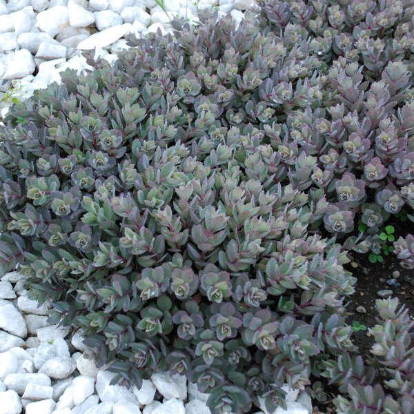 Dazzleberry Stonecrop Sedum Succulent Plant by SunSparkler®   4" pot