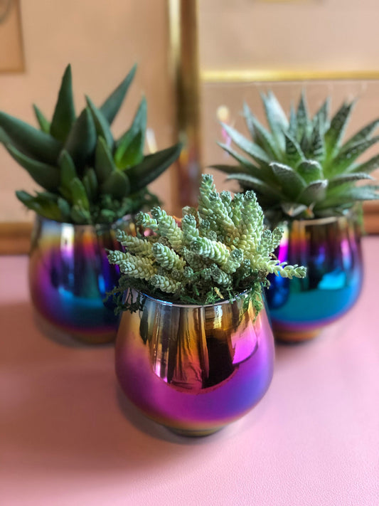 Succulents in Glass Rainbow Planters, Great for Gift Ideas