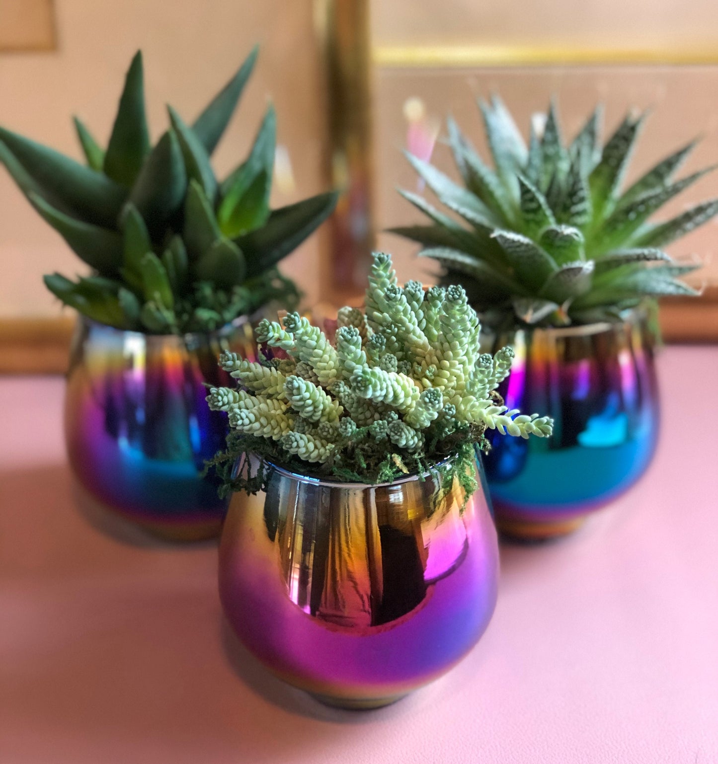 Succulents in Glass Rainbow Planters, Great for Gift Ideas
