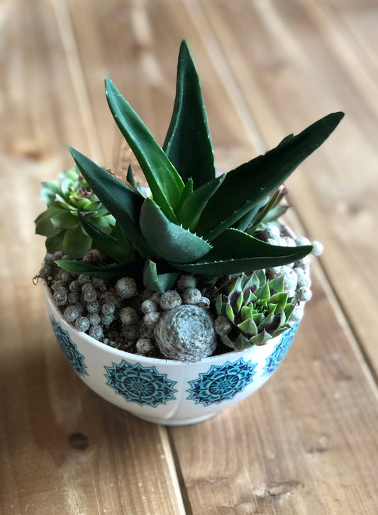 Premium Succulent Arrangement in MCM Retro Boho White and Turquoise Ceramic Container