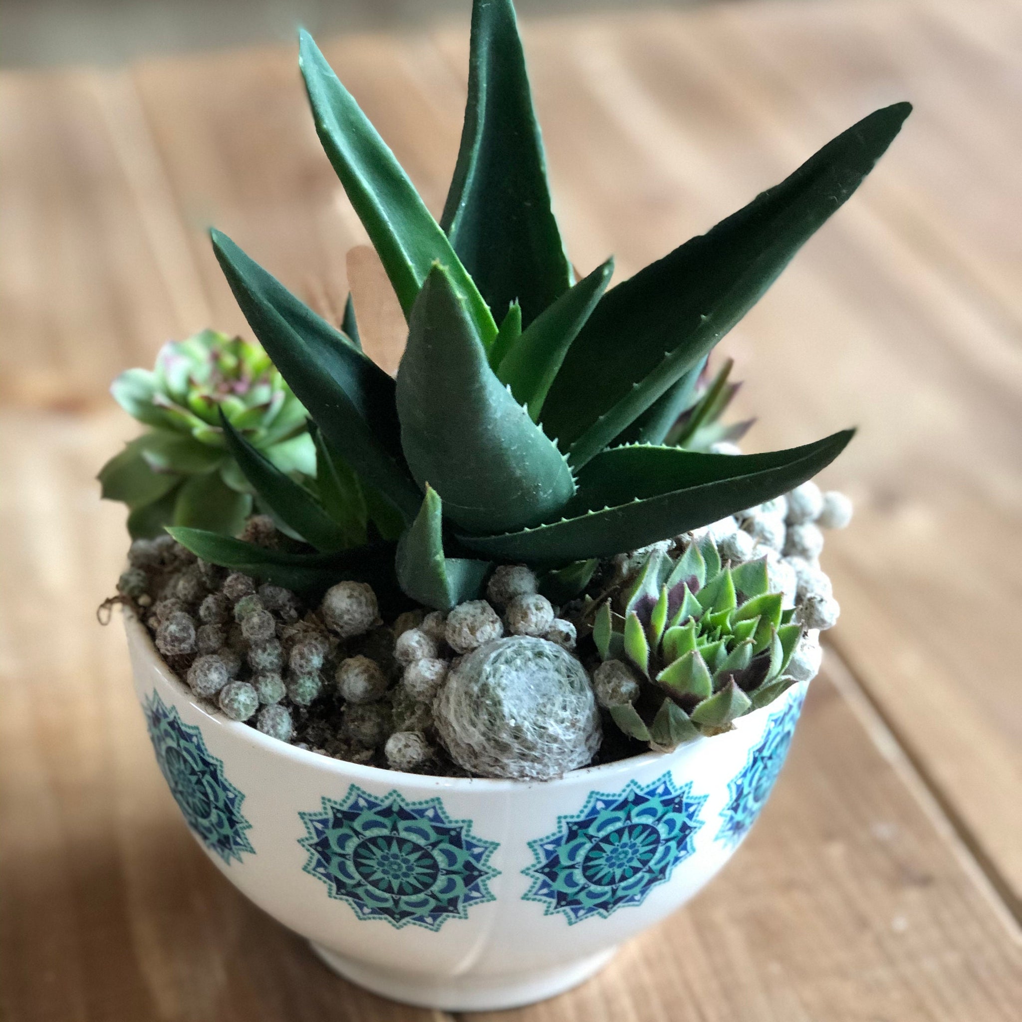 Premium Succulent Arrangement in MCM Retro Boho White and Turquoise Ceramic Container