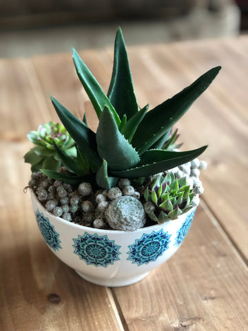 Premium Succulent Arrangement in MCM Retro Boho White and Turquoise Ceramic Container