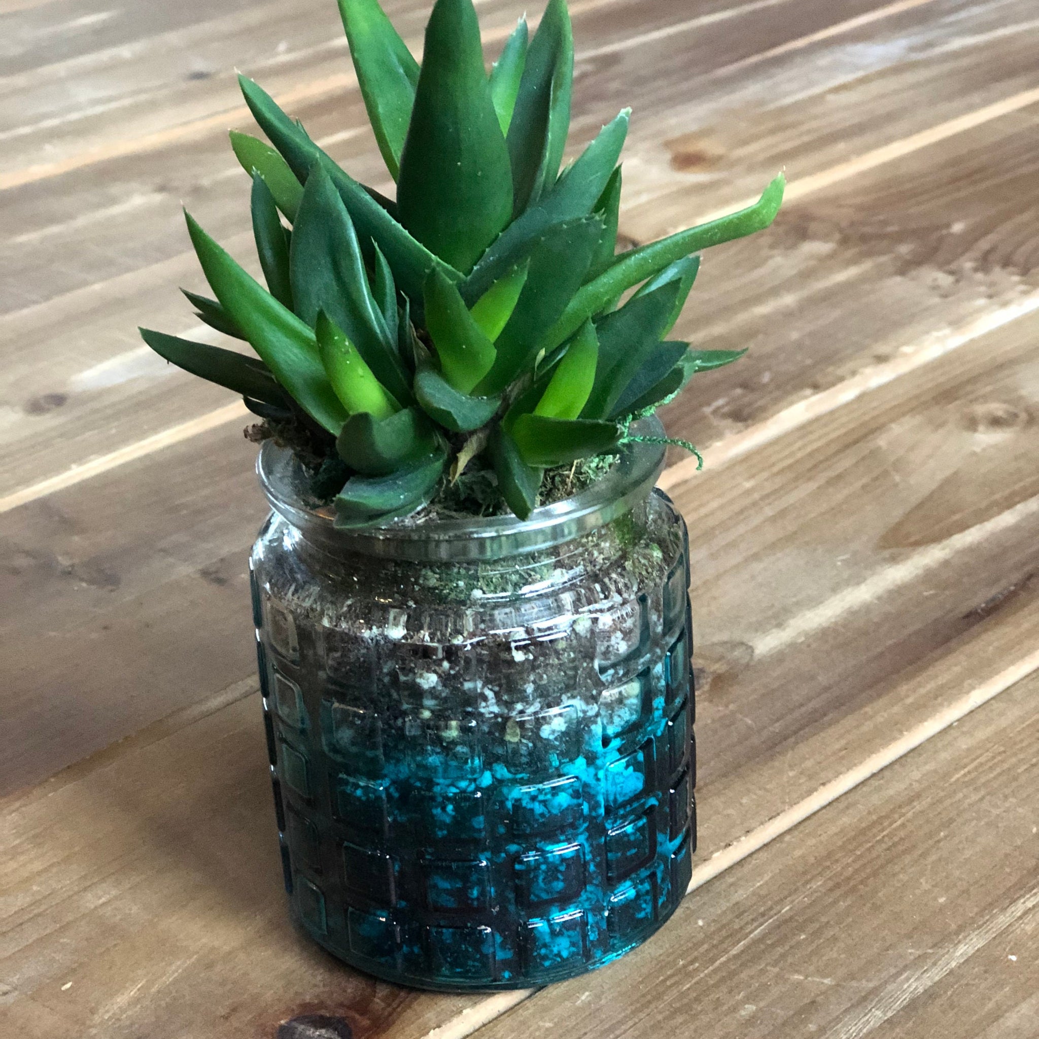 Live Succulent Container Planter Translucent turquoise Blue  Clear Glass Waffle Pattern Container Succulent Gift  Indoor Succulent Aloe Vera