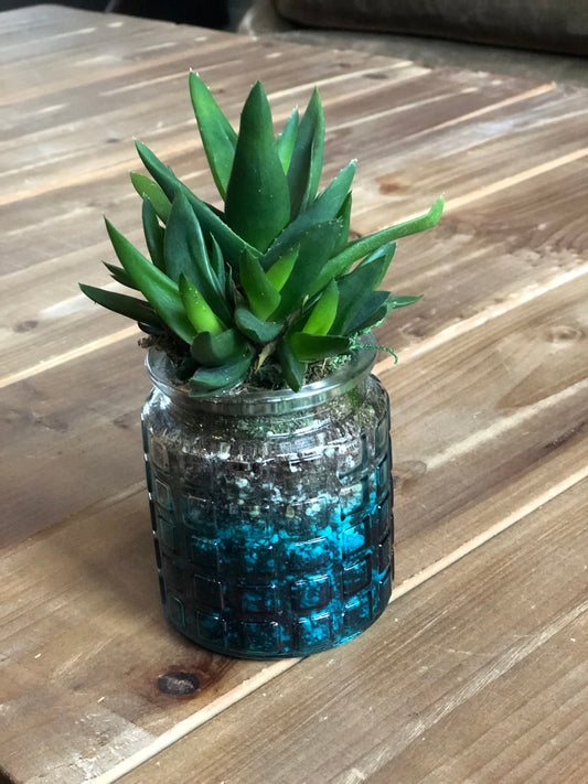 Live Succulent Container Planter Translucent turquoise Blue  Clear Glass Waffle Pattern Container Succulent Gift  Indoor Succulent Aloe Vera