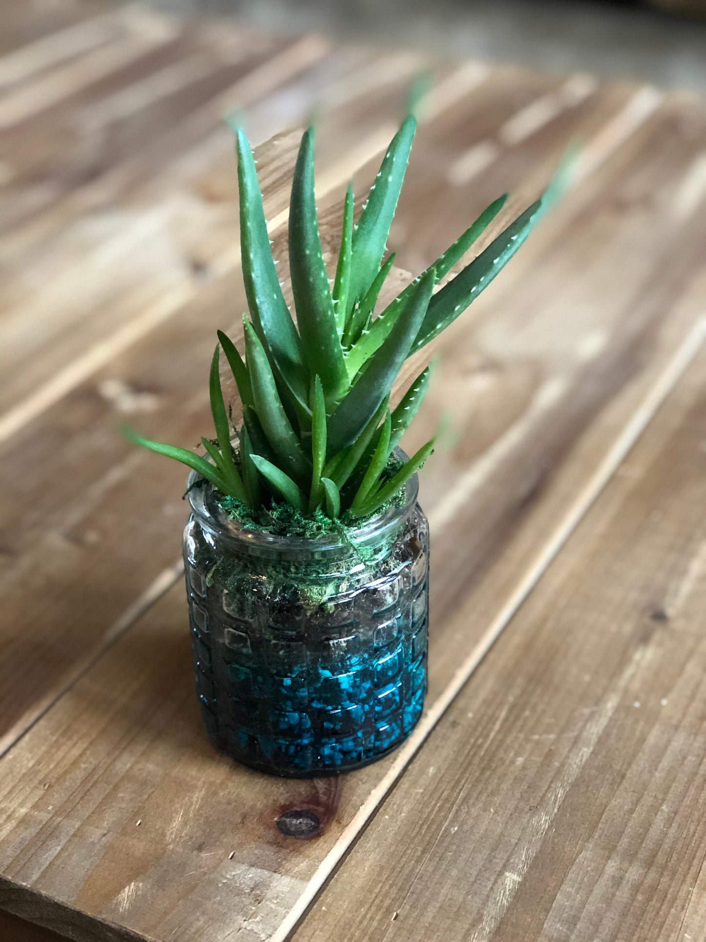 Live Succulent Container Planter Translucent turquoise Blue  Clear Glass Waffle Pattern Container Succulent Gift  Indoor Succulent Aloe Vera