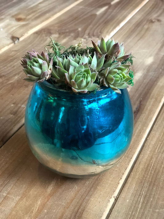 Live Succulent Container Planter Translucent turquoise Blue  Clear Glass Container Succulent Gift  Indoor Succulent Aloe Vera