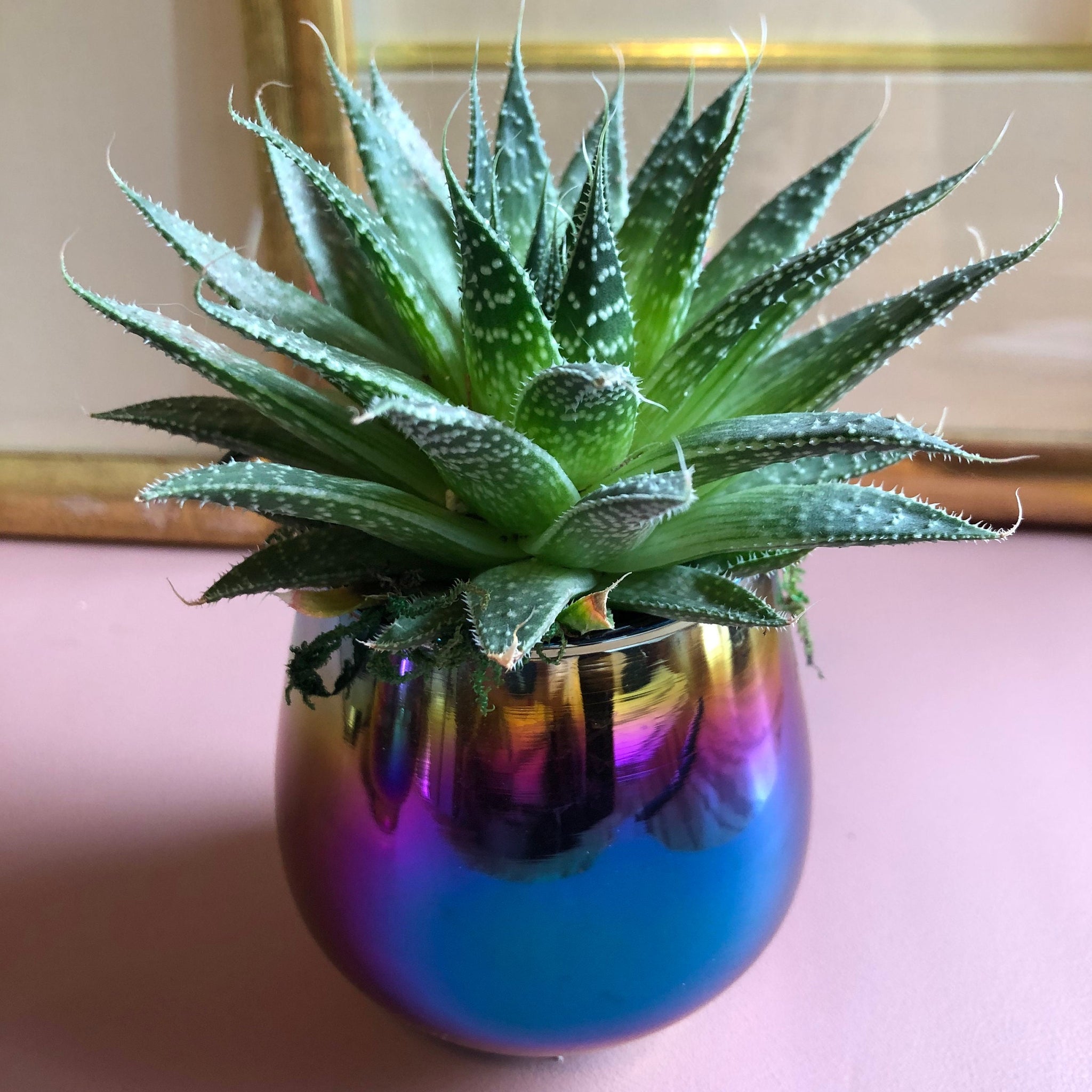 Live Succulent and Rainbow Planter, Great Gift for any Celebration, Favorite Teacher, Office Space and More!