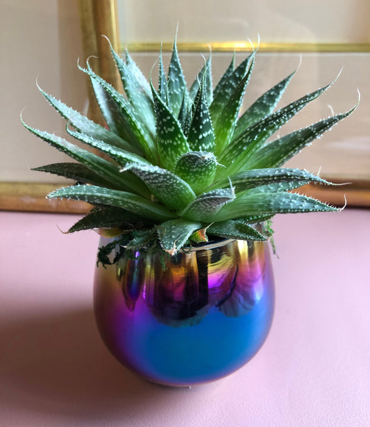 Live Succulent and Rainbow Planter, Great Gift for any Celebration, Favorite Teacher, Office Space and More!