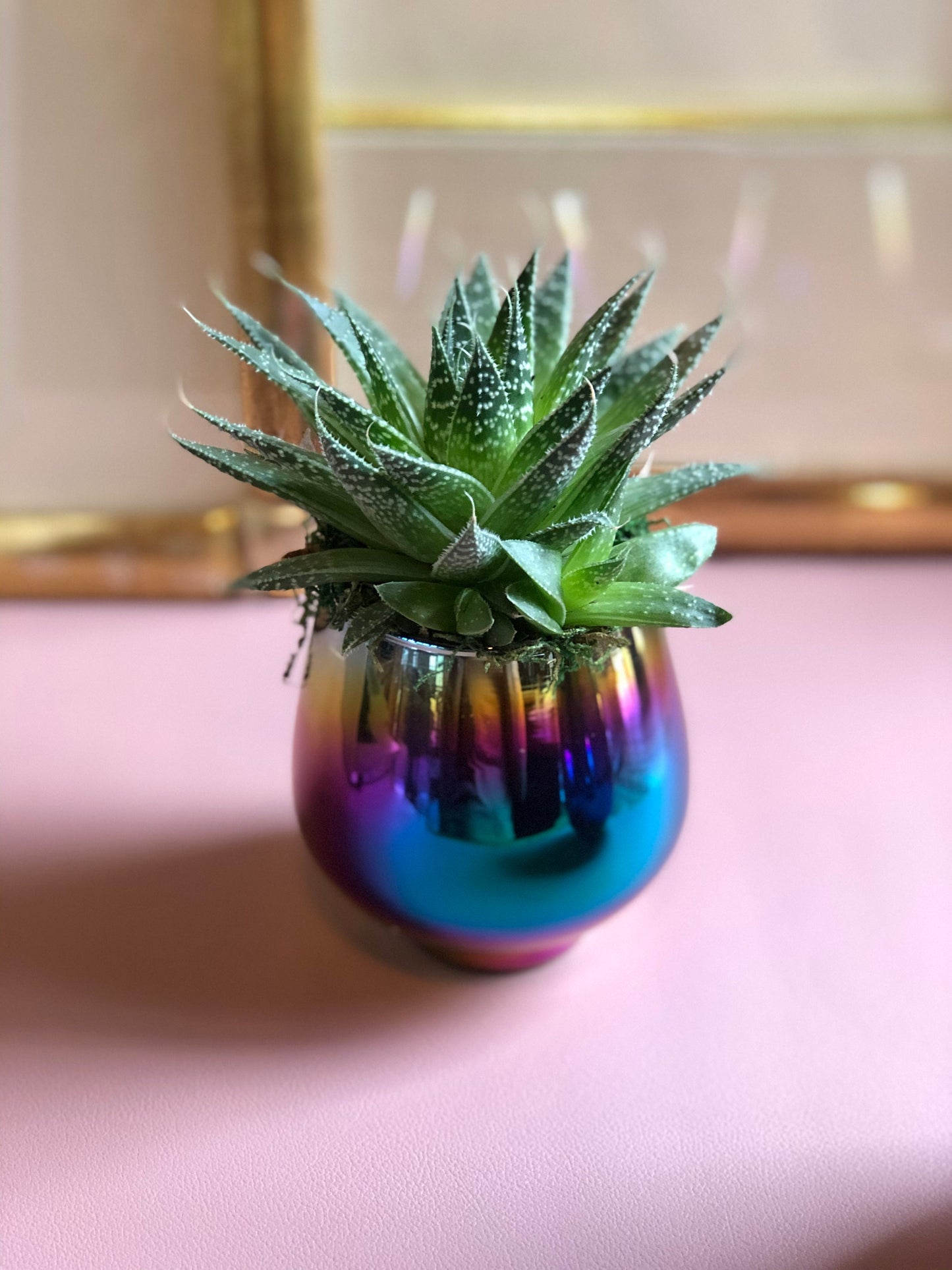 Live Succulent and Rainbow Planter, Great Gift for any Celebration, Favorite Teacher, Office Space and More!