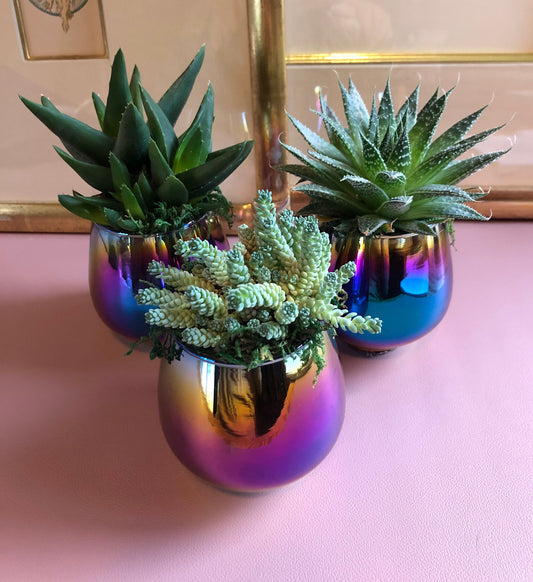 Succulents in Glass Rainbow Planters, Great for Gift Ideas