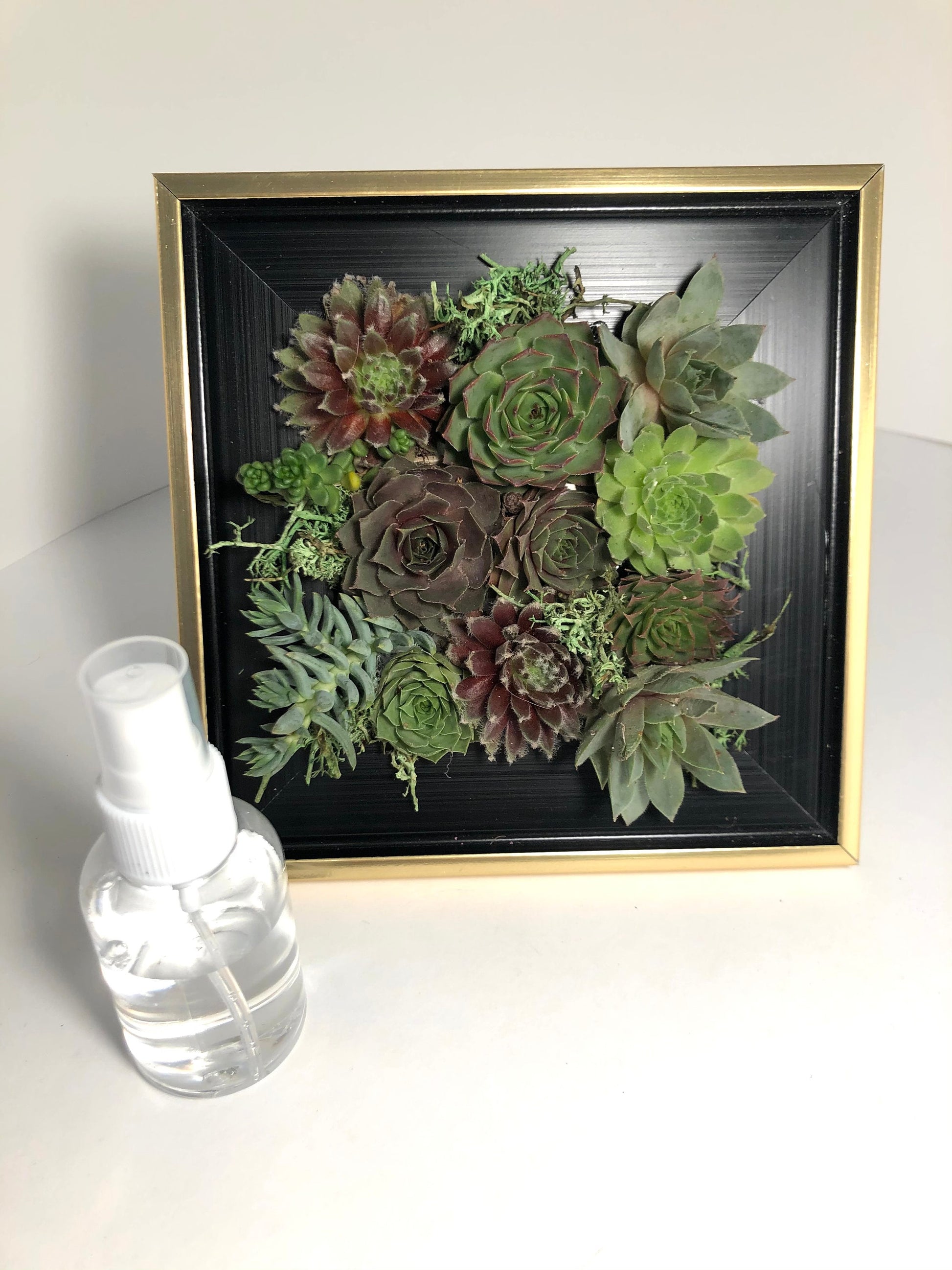 live succulent picture frame Live Succulents in Picture Frame Wall Decor Gift