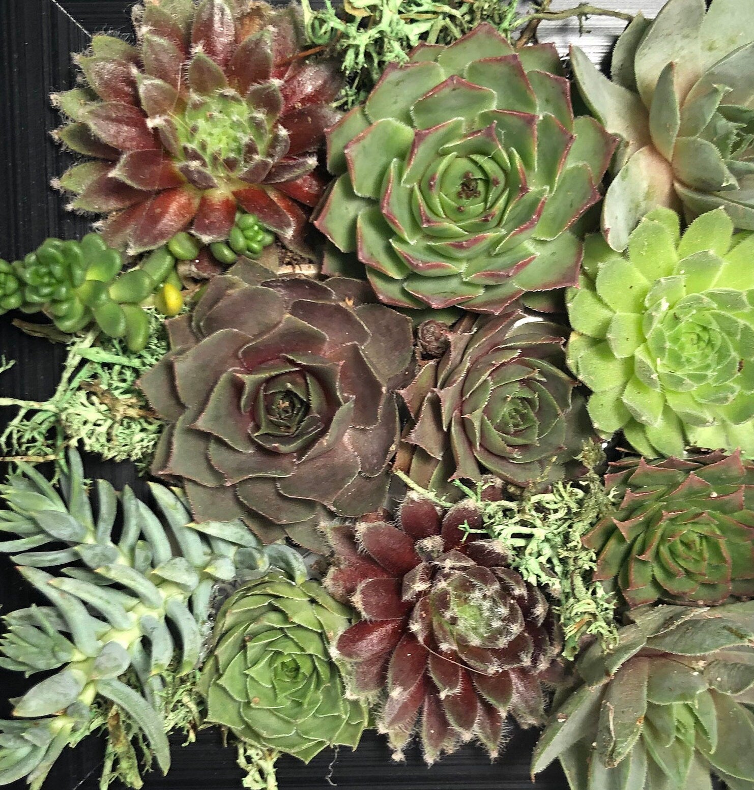 living succulent picture frame Live Succulents in Picture Frame Wall Decor Gift