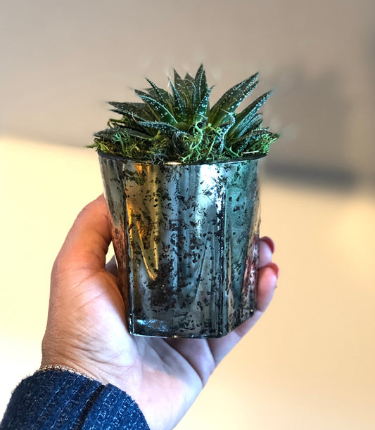 Live Succulent Mercury Glass Planter Beautiful Live Aloe Succulent Gift for him or her Galentines Valentines