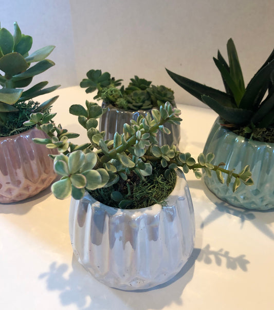 Live Succulent Iridescent Ceramic Planters Beautiful Live Succulent Gift for Him or Her