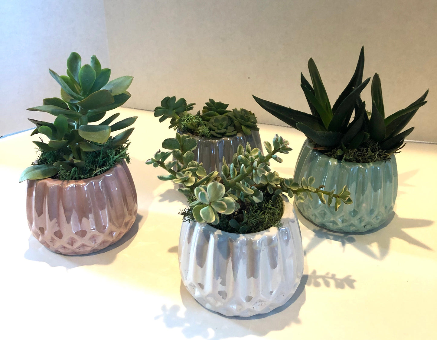 Live Succulent Iridescent Ceramic Planters Beautiful Live Succulent Gift for Him or Her