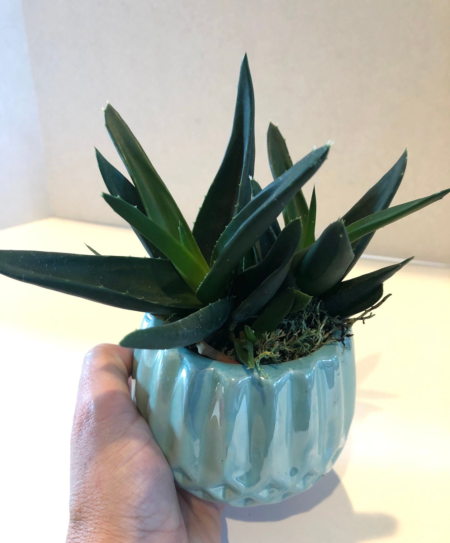 Live Succulent Green Iridescent Ceramic Planter