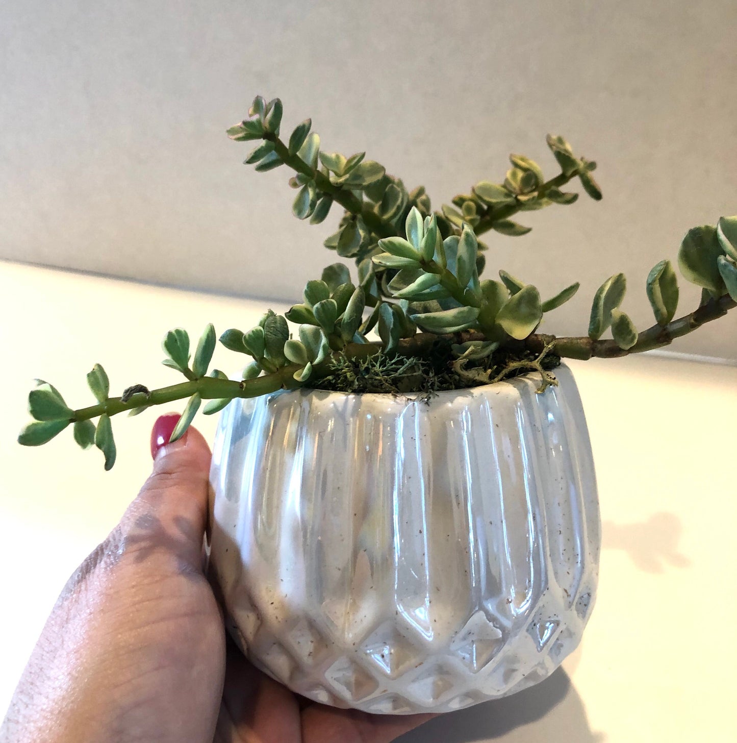 Live Succulent White Iridescent Ceramic Planter