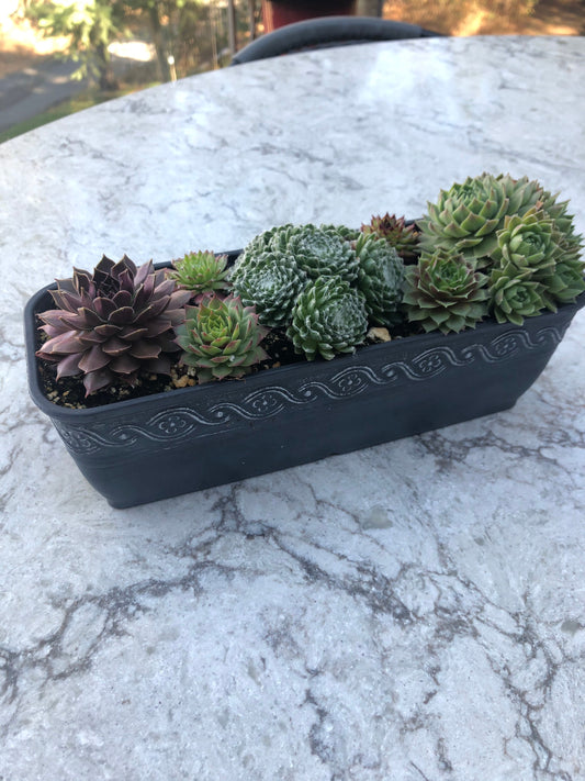 Succulent Gift Planter