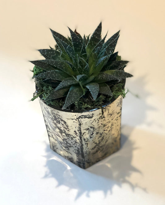 Live Succulent Mercury Glass Planter Beautiful Live Aloe Succulent Gift for him or her Galentines Valentines