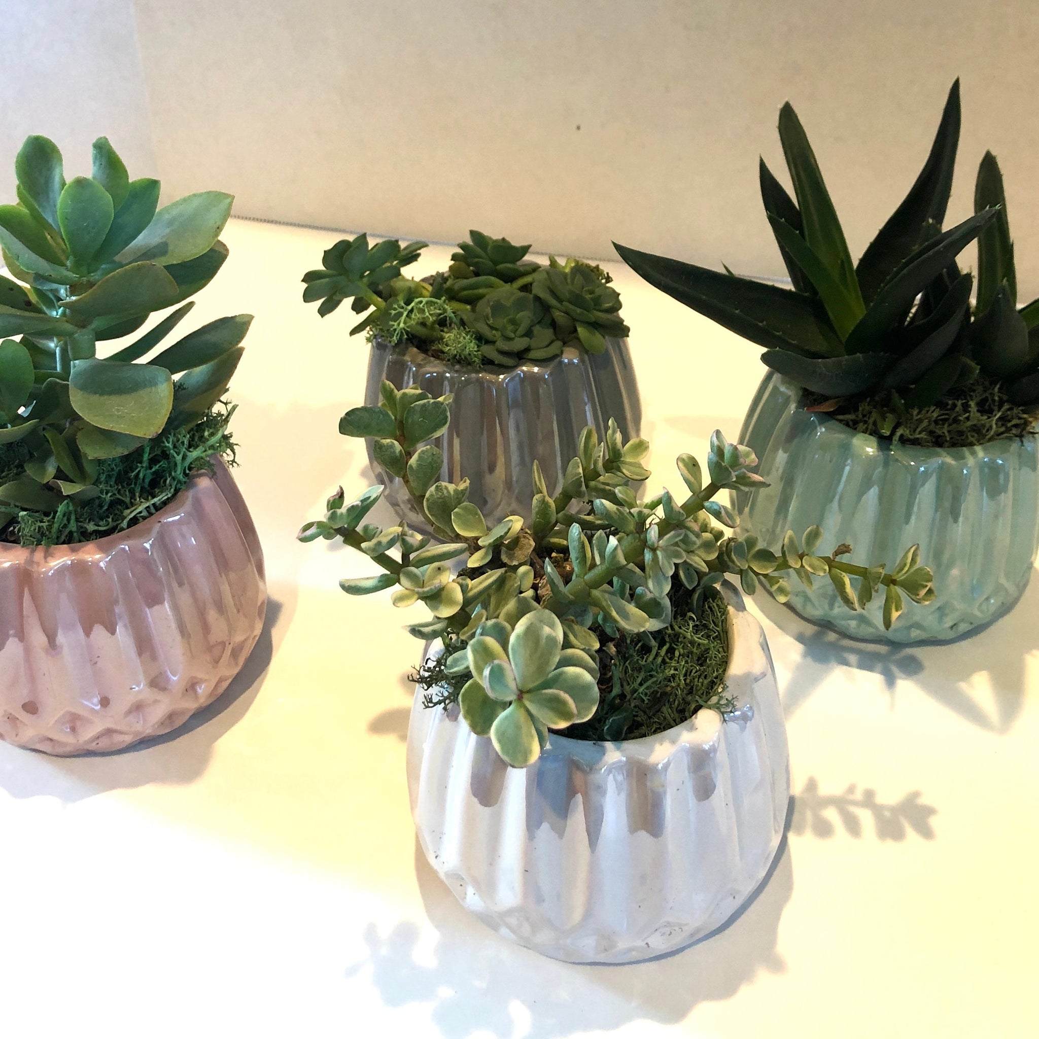 Live Succulent Iridescent Ceramic Planters Beautiful Live Succulent Gift for Him or Her