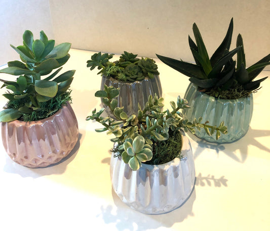 Live Succulent Iridescent Ceramic Planters Beautiful Live Succulent Gift for Him or Her