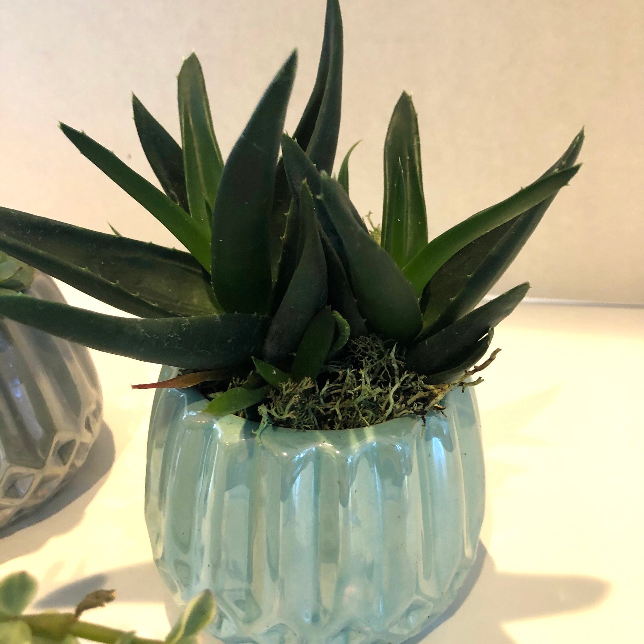 Live Succulent Green Iridescent Ceramic Planter