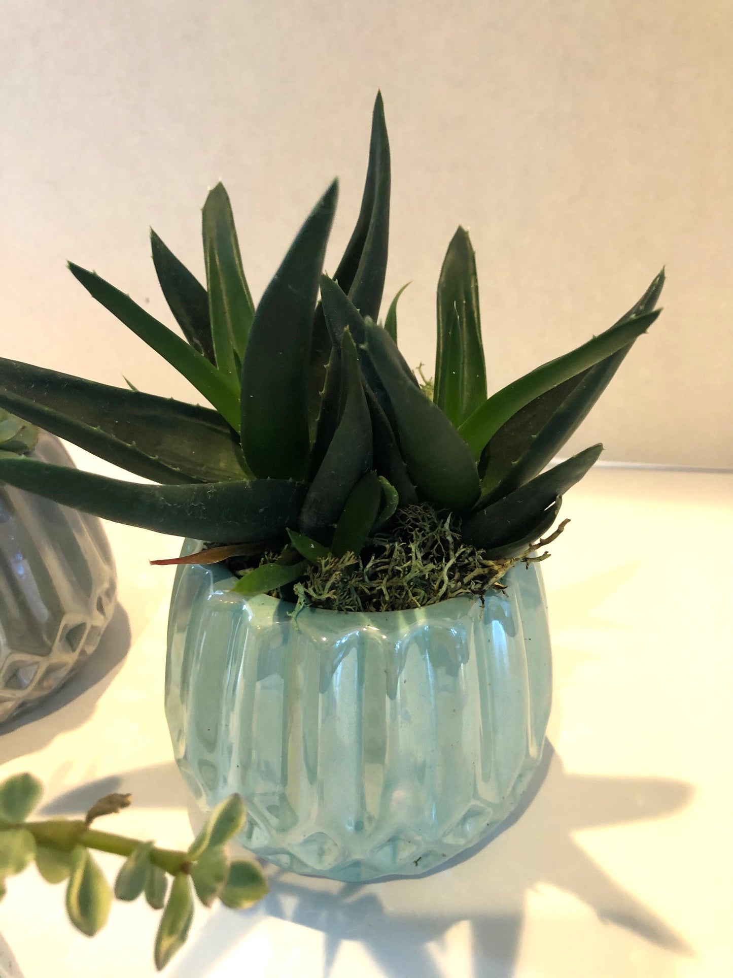 Live Succulent Green Iridescent Ceramic Planter