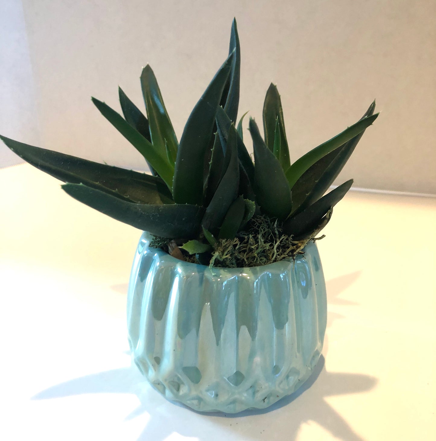 Live Succulent Green Iridescent Ceramic Planter