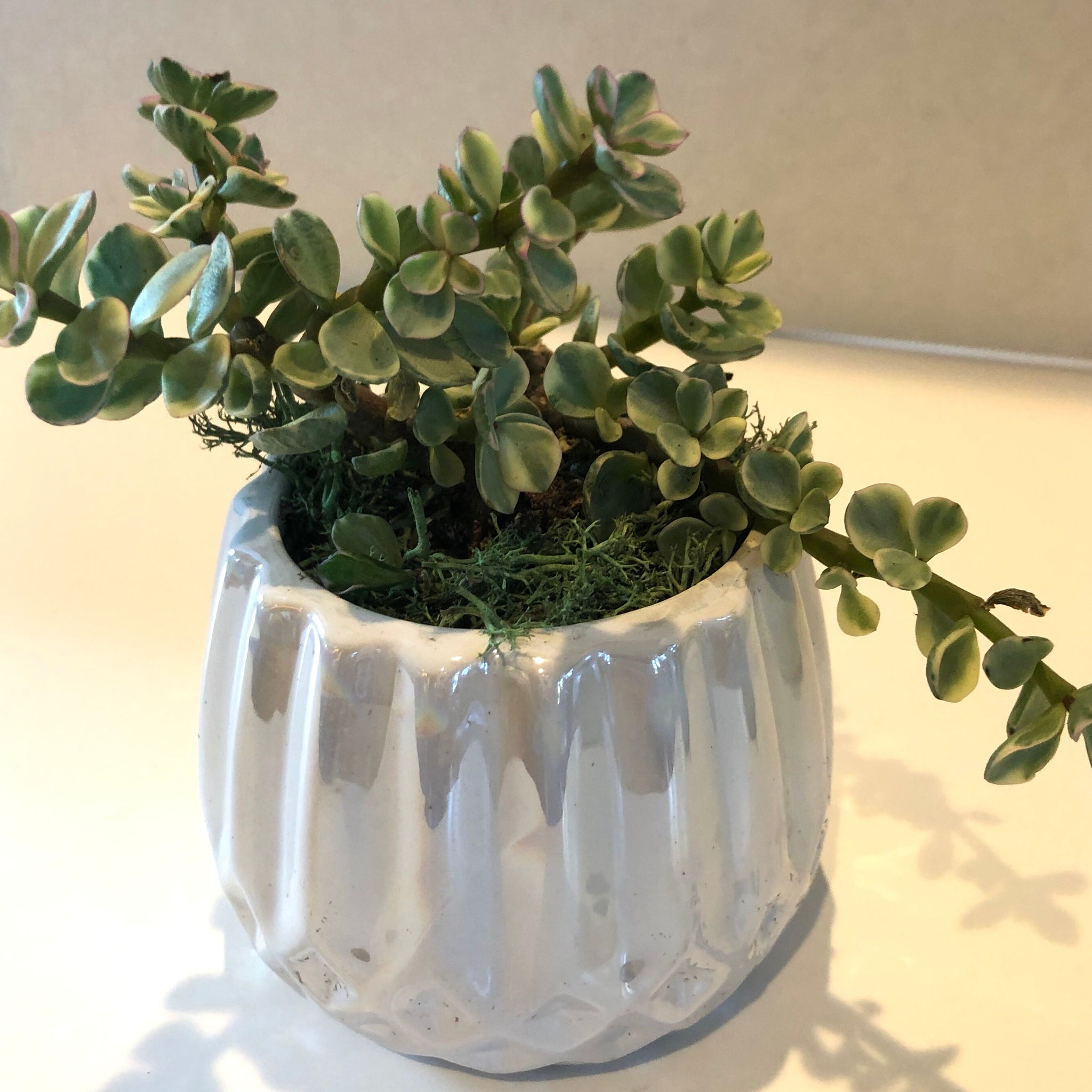Live Succulent White Iridescent Ceramic Planter