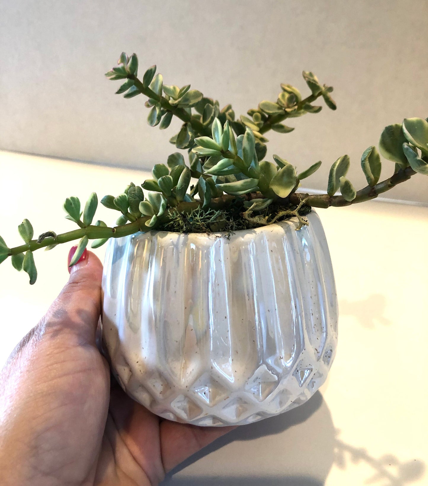 Live Succulent White Iridescent Ceramic Planter