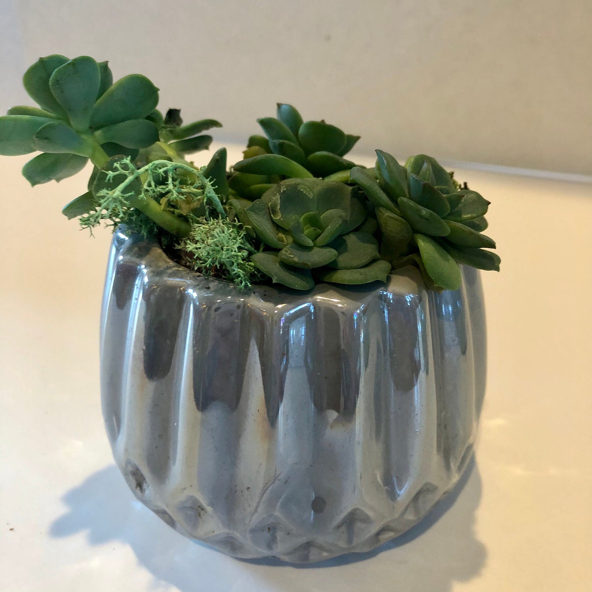 Say Aloe to my little friends Live Succulent Gray Iridescent Ceramic Planter Beautiful Live Succulent Gift for him or her