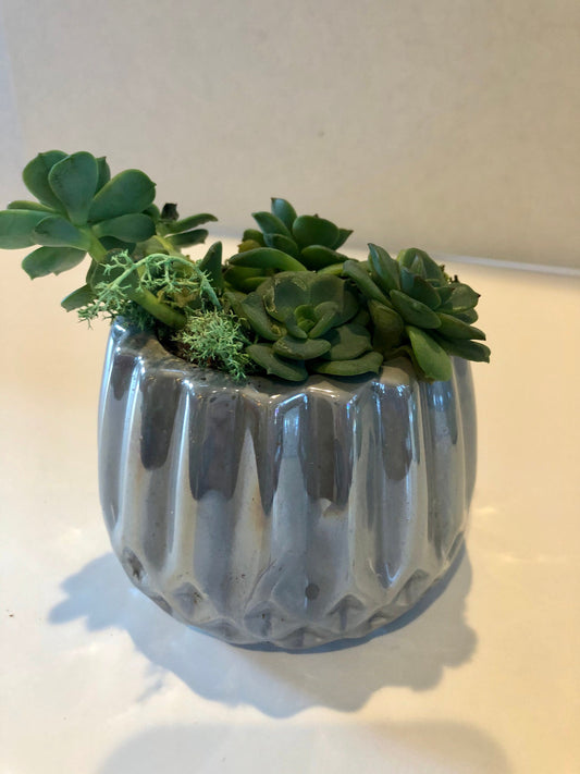 Say Aloe to my little friends Live Succulent Gray Iridescent Ceramic Planter Beautiful Live Succulent Gift for him or her