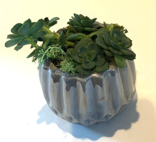 Say Aloe to my little friends Live Succulent Gray Iridescent Ceramic Planter Beautiful Live Succulent Gift for him or her