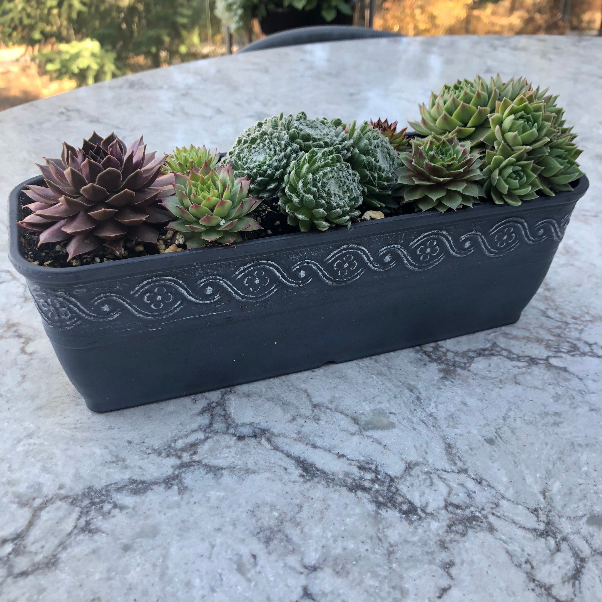 Succulent Gift Planter