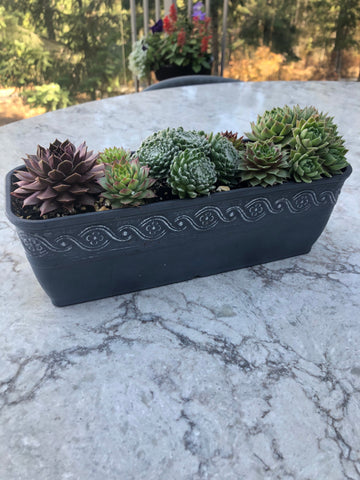 Succulent Gift Planter