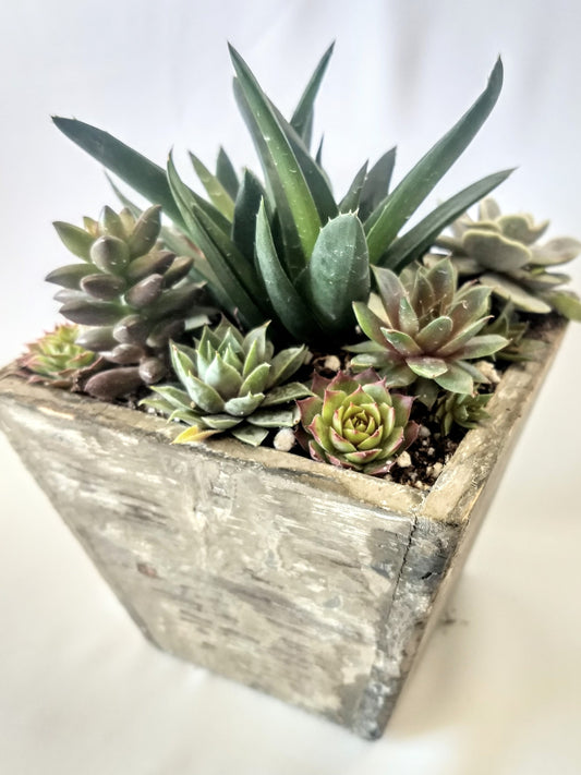 Square Wood Planter with Live Succulent Plants