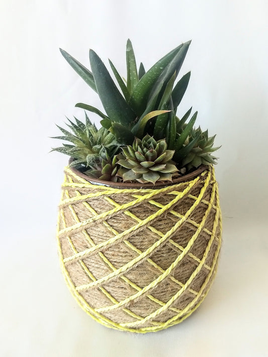 Succulent Pineapple Planter Twine Basket Live Succulent Plants, Home Decor Gift Ideas