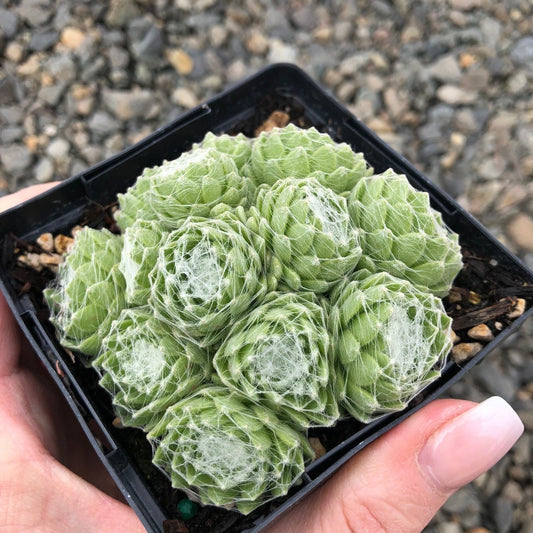 Sempervivum 'Spumanti' Hens & Chicks, 4" Pot Live Plant