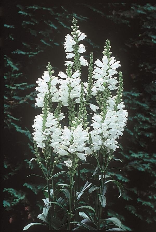 Miss Manners Obedient Plant - Physostegia Virginia Plant - 1 gallon pot